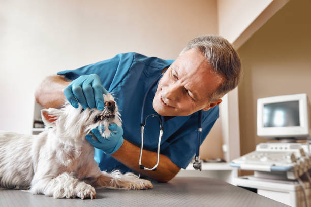Best Emergency Dental Surgery in Eden, NC